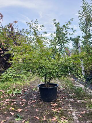 Japanse esdoorn, Acer Palmatum, meerstammig, rode herfstkleur, ca. 125