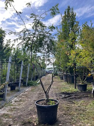 2x Valse Christusdoorn, Gleditsia Triacanthos Inermis, meerstammig, ca