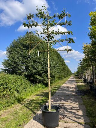 3x Koningslinde, Tilia ‘Pallida’, leiboom, ca. 200 cm stamhoogte