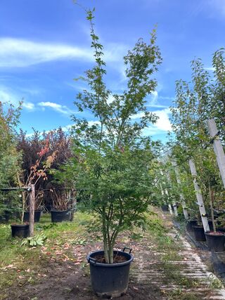 2x Japanse esdoorn, Acer Palmatum, meerstammig, rode herfstkleur, ca.