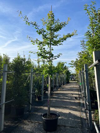 3x Japanse notenboom, Ginkgo Biloba, loofboom, gele herfstkleur, ca. 3