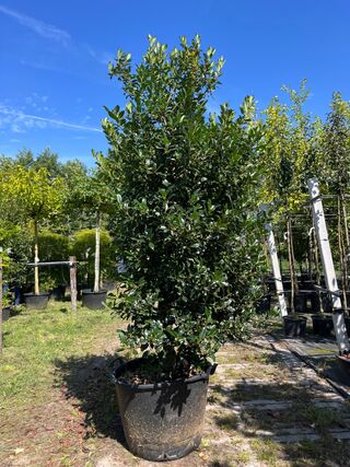 Hulst, Ilex ‘Limsi’, solitair, wintergroen, ca. 200-225 cm hoog