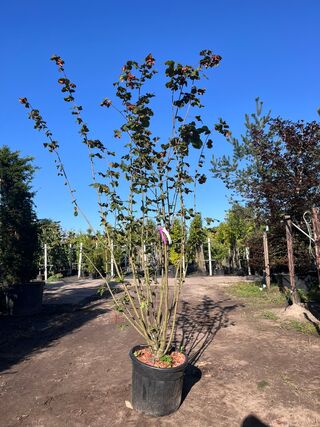 2x Rode hazelaar, Corylus ‘Purpurea’, sierheester, roodbladig, ca. 225