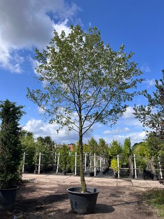 Zwarte els, Alnus Glutinosa, hoogstam, ca. 6 m hoog