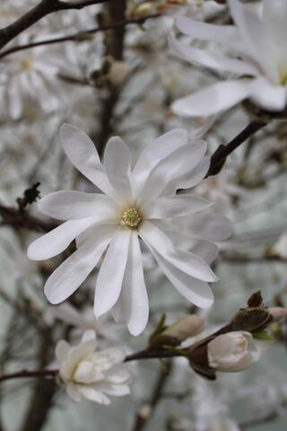 Stermagnolia, Magnolia Stellata, solitair, ca. 200-225 cm hoog