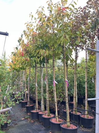 5x Kersenboom, Prunus ‘Kordia’, fruitgaardboom, vruchtdragend, ca. 3 m