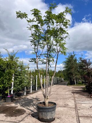 2x Amurkurkboom, Phellodendron Amurense, meerstammig, ca. 4 m hoog
