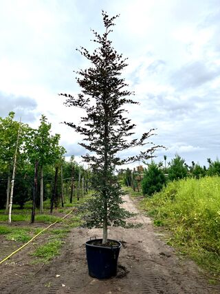 2x Rode beuk, Fagus ‘Atropunicea’, geveerd, roodbladig, ca. 5 m hoog