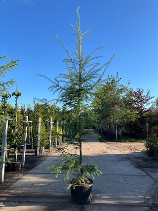 5x Hybride lork, Larix Marschlinsii, geveerd, blauwgroen, ca. 3 m hoog