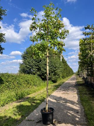 Amberboom, Liquidambar Styraciflua, leiboom, herfstverkleuring, ca. 18
