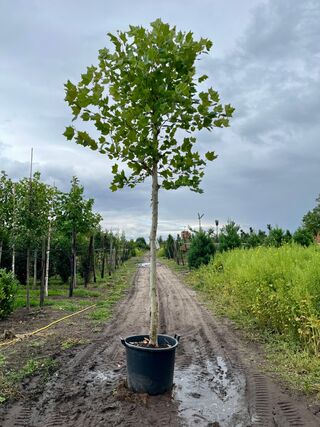 Plataan, Platanus Hispanica, hoogstam, ca. 5 m hoog