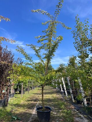 Japanse sierkers, Prunus ‘Autumnalis Rosea’, meerstammig, zachtroze bl