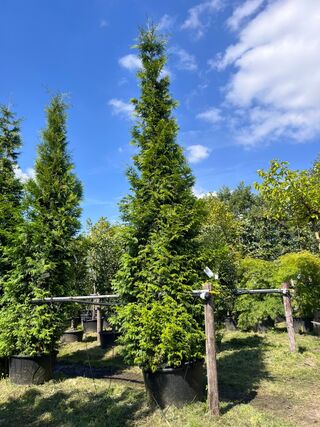 Conifeer, Thuja ‘Gelderland’, haagplant, wintergroen, ca. 400-450 cm h