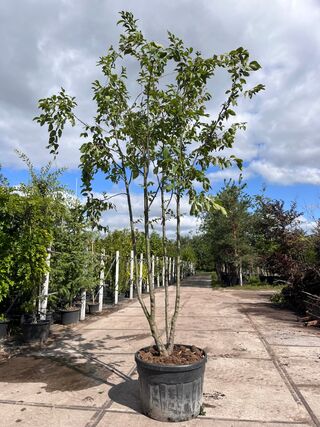 2x Europese hopbeuk, Ostrya Carpinifolia, meerstammig, ca. 3.5-4 m hoo