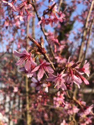 Japanse sierkers, Prunus ‘Paean’, meerstammig, roze bloei, ca. 250-300