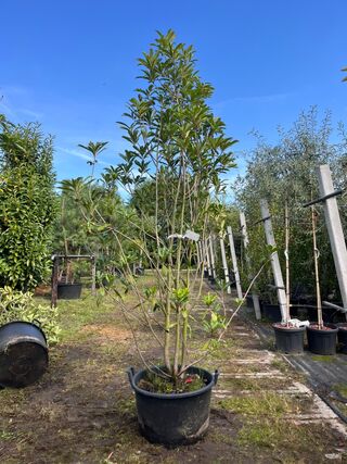 2x Glansmispel, Photinia ‘Crunchy’, meerstammig, wintergroen, ca. 250-
