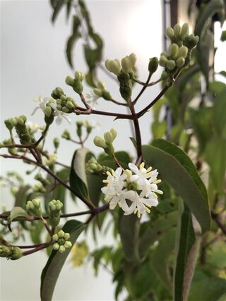 Zevenzonenboom, Heptacodium Miconioides, meerstammig, witte/rode bloei
