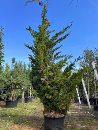 Chinese jeneverbes, Juniperus Chin. ‘Kaizuka’, solitair, ca. 350 cm ho
