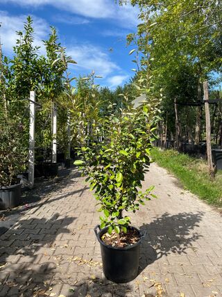 4x Olijfwilg, Elaeagnus Ebbingei, haagplant, wintergroen, ca. 125-175