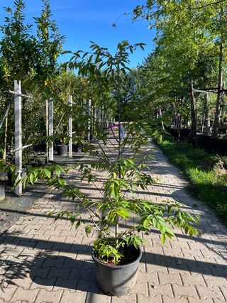 3x Japanse haagbeuk, Carpinus Japonica, sierheester, ca 200 cm hoog