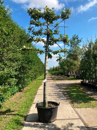 2x Zilverlinde, Tilia ‘Brabant’, leiboom, ca. 200 cm stamhoogte