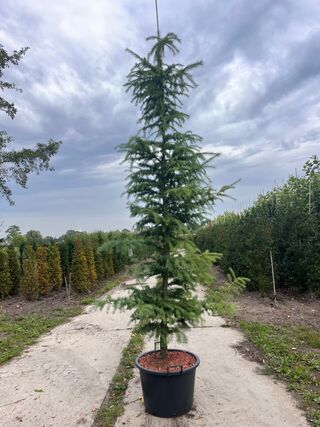 4x Hybride lork, Larix Marschlinsii, zuilvorm, ca. 2.5-3 m hoog