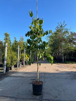 2x Grootbloemige kornoelje, Cornus ‘Eddie’s White Wonder’, bloesemboom