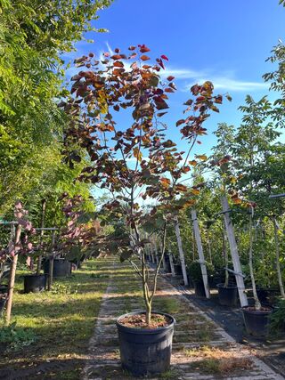 Judasboom, Cercis ‘Forest Pansy’, meerstammig, roze bloei, ca. 200-250