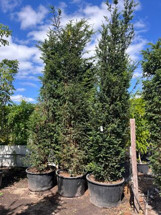 3x Venijnboom, Taxus Baccata, haagplant, wintergroen, ca. 375-425 cm h