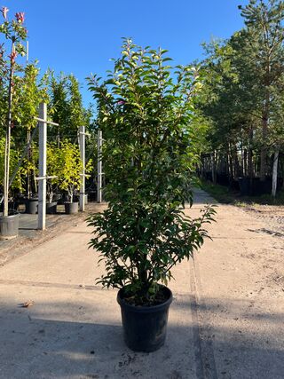 Ca. 20x Portugese laurier, Prunus Lusitanica, haagplant, wintergroen,