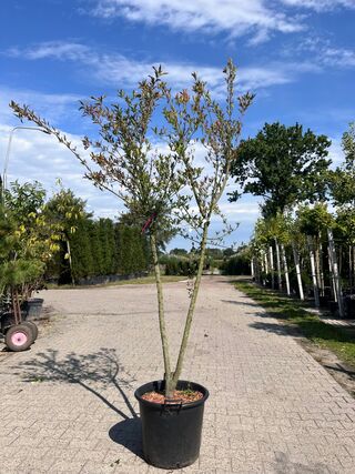 3x Sierstruik, Euonymus Europaeus, E.a., sierheester, bloei/herfstverk