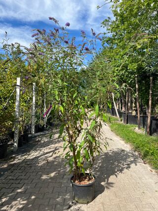 3x Vlinderstruik, Buddleja ‘Border Beauty’, sierheester, roze/paarse b