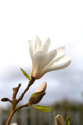 Japanse magnolia, Magnolia Kobus, bloesemboom, witte bloei, ca. 4 m ho
