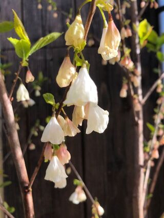 3x Sierstruik, Frangula Alnus, E.a., sierheester, bloei/herfstverkleur