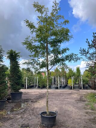 Valse Christusdoorn, Gleditsia ‘Sunburst’, hoogstam, geelgroen blad, c