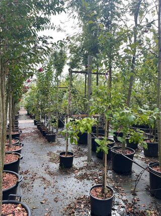 4x Sierappel, Malus ‘Red Sentinel’, bloesemboom, rode sierappeltjes, c