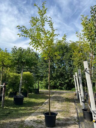 2x Witte moerbei, Morus ‘Fruitless’, hoogstam, ca. 3.5-4 m hoog