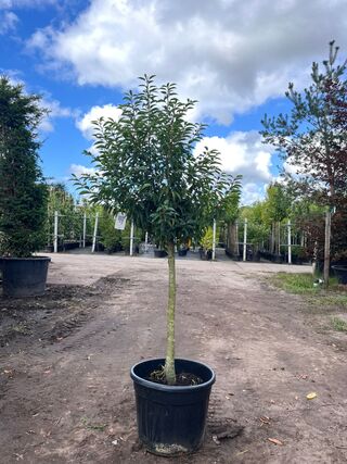 Portugese laurier, Prunus ‘Angustifolia’, bolvorm, wintergroen, ca. 1.