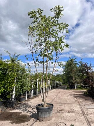 2x Amurkurkboom, Phellodendron Amurense, meerstammig, ca. 4 m hoog