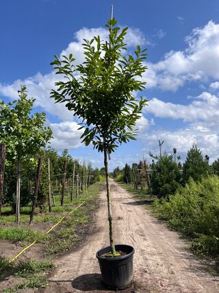 2x Laurierkers, Prunus ‘Novita’, leigeschikt, wintergroen, ca. 4 m hoo