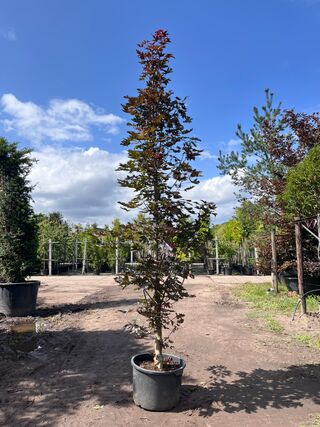 2x Noorse esdoorn, Acer ‘Crimson Sentry’, zuilvorm, roodbladig, ca. 4-