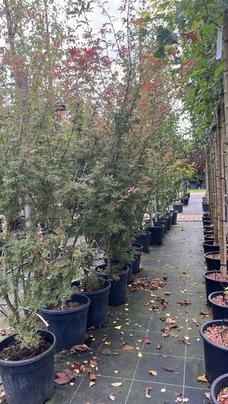 4x Japanse esdoorn, Acer Pal  ‘Jerre Schwartz’, sierheester, rode herf