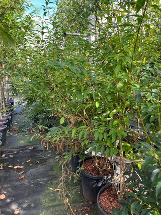 3x Chinees klokje, Forsythia ‘Spectabilis’, sierheester, gele bloei, c