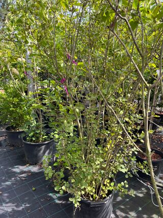 Ca. 12x Sierstruik, Syringa, Magnolia E.a., sierheester, bloei/herfstv