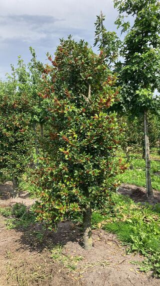 Ca. 50x Hulst, Ilex ‘Limsi’, haagplant/solitair, wintergroen, ca. 200-