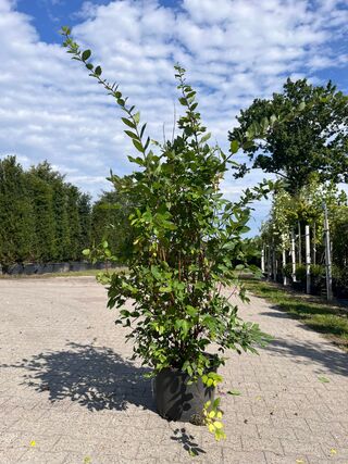 Ca. 10x Sierstruik, Lonicera Fragantissima, E.a., sierheester, bloei/h