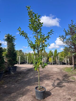 3x Laurierkers, Prunus ‘Novita’, leigeschikt, wintergroen, ca. 3 m hoo