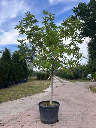 5x Vruchtboom, Pyrus ‘Comice’, E.a., halfstam, vruchtdragend, ca. 2.5-