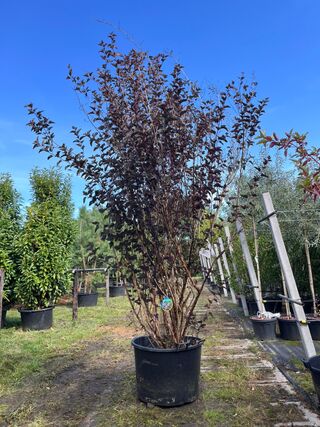 Blaasspirea, Physocarpus ‘Diabolo’, sierheester, roodbladig, ca. 250-3