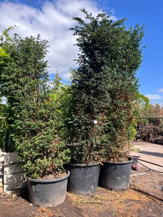 3x Venijnboom, Taxus Baccata, haagplant, wintergroen, ca. 300-350 cm h